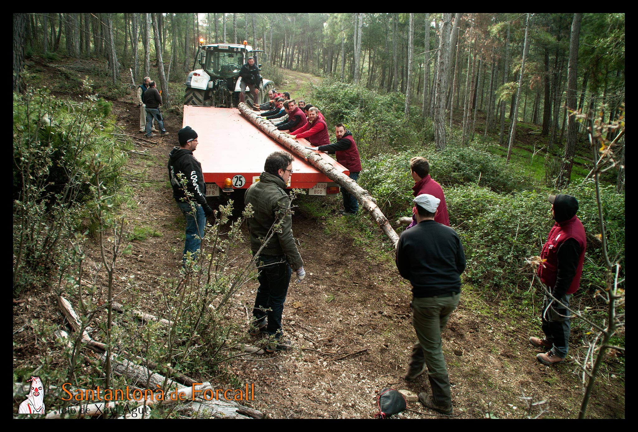 Con cuidado, los miembros de la Santantonà irán cargando los pinos en el tractor